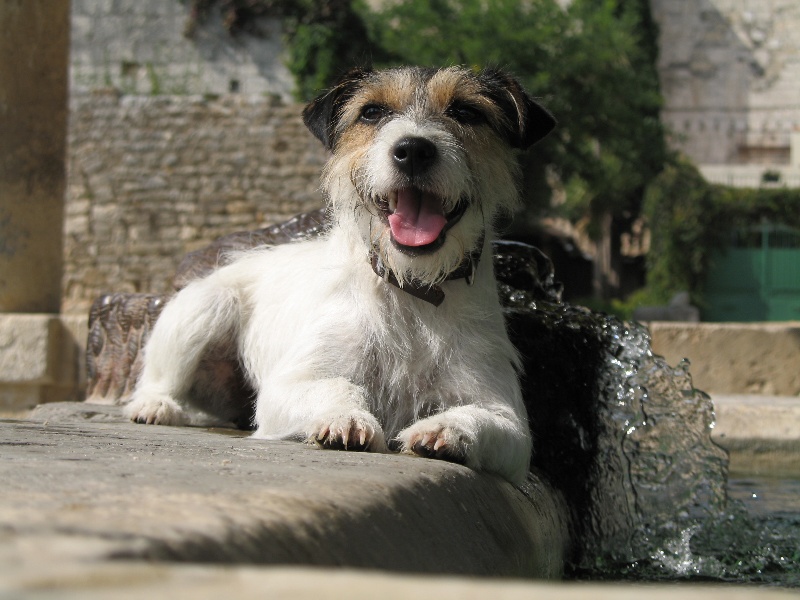 Les chiens nés à l'élevage