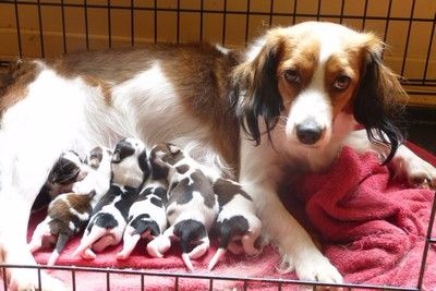 Chiot Petit chien hollandais de chasse au gibier d'eau des Portes de l'Arrée